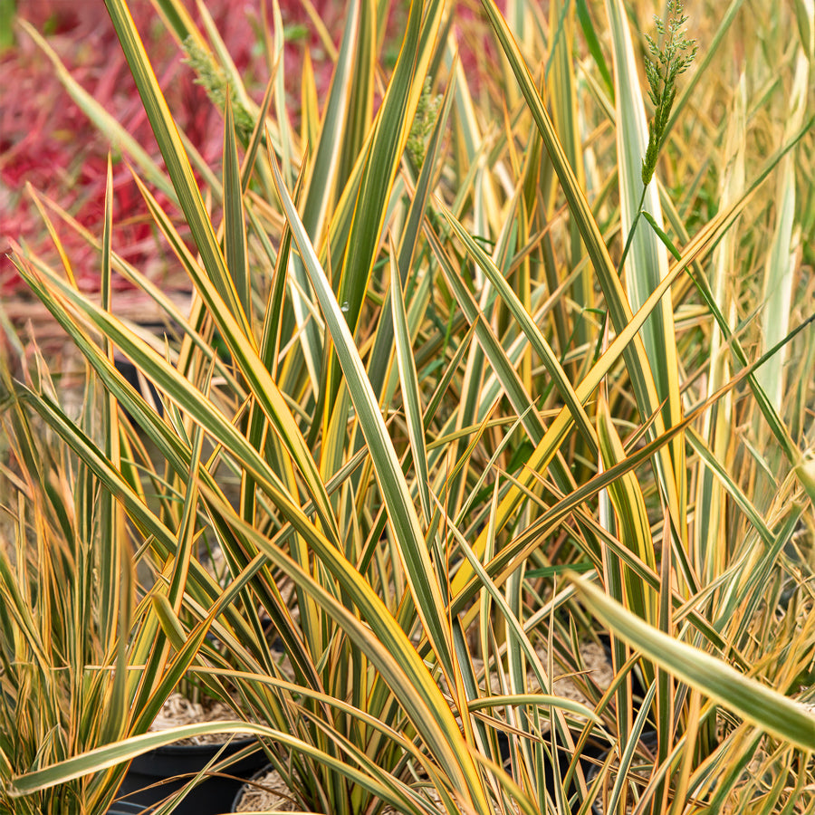Bakker Golden Ray phormium lin Nouvelle-Zélande pot jaune
