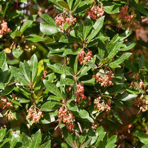 Bakker Arbousier Rubra fruitier pot Ø9cm fleurs roses