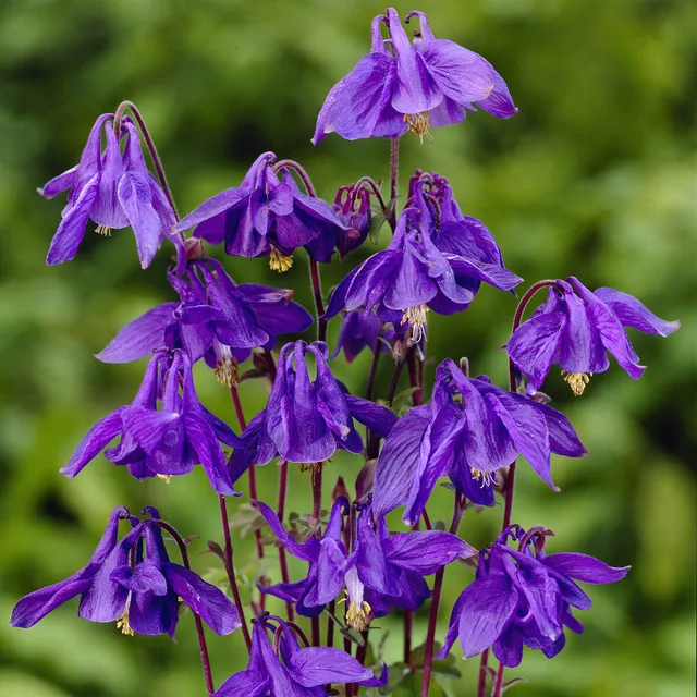 Bakker Ancolie des Alpes plante vivace pot Ø9cm violet
