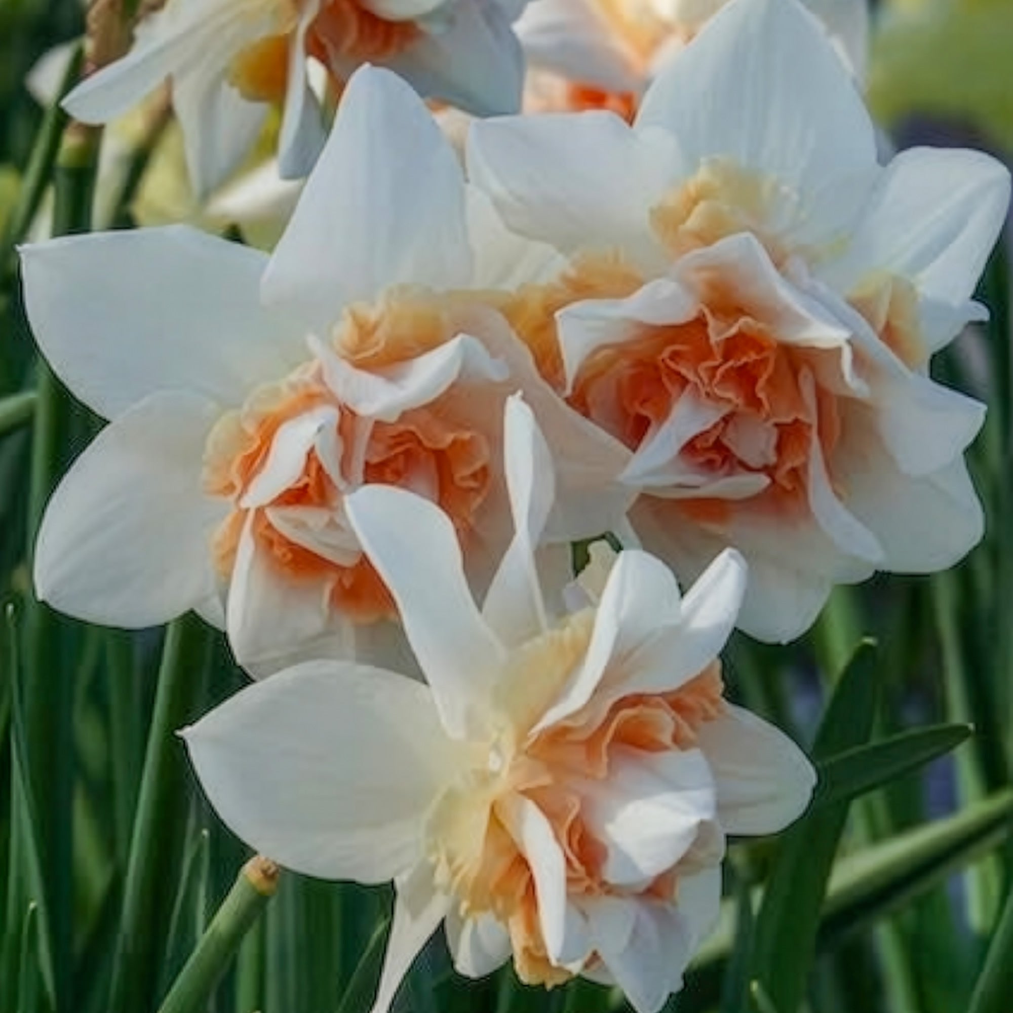 Bakker Narcisse Replete double blanc rose sachet 10 bulbes