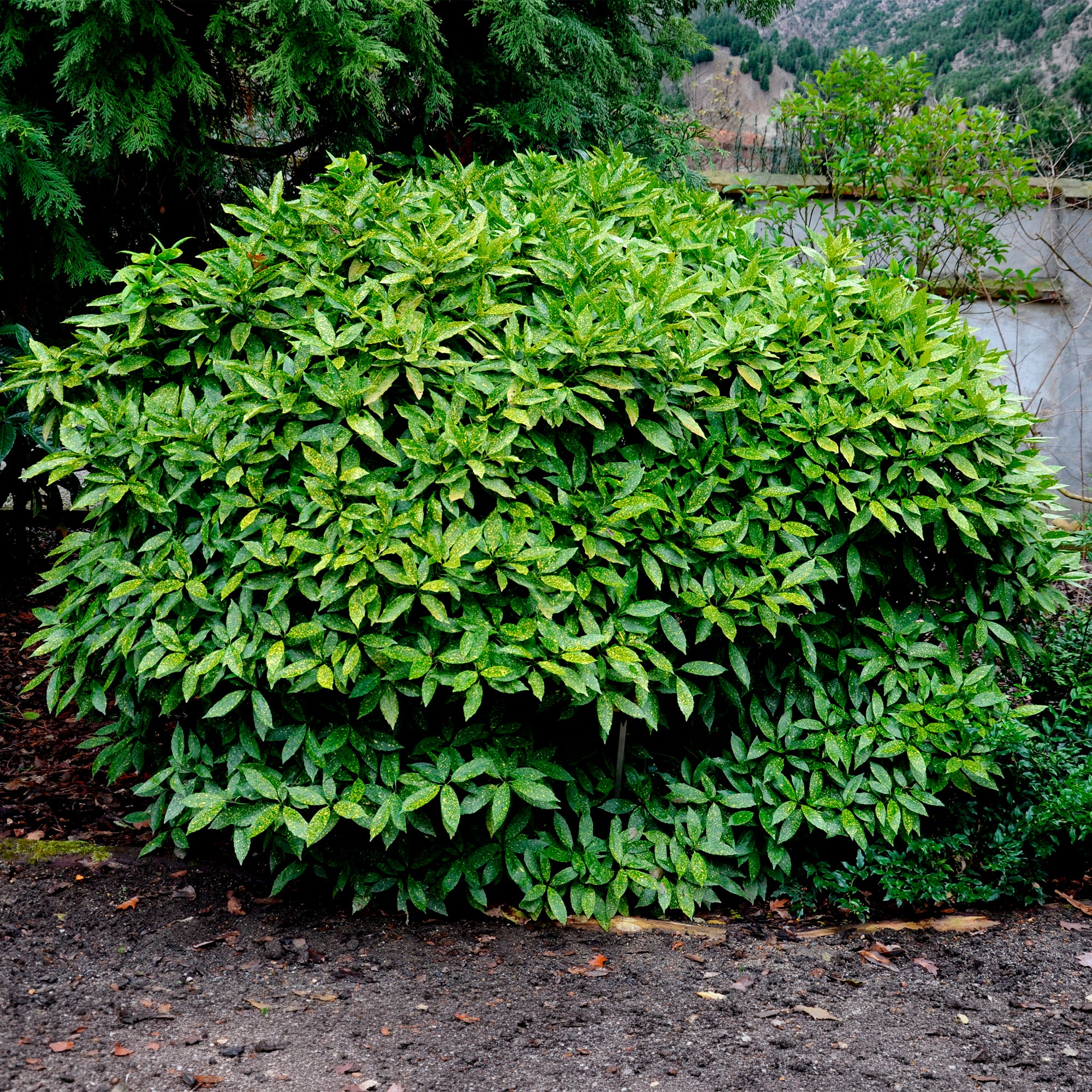 Bakker Variegata aucuba du Japon pot 2L panaché