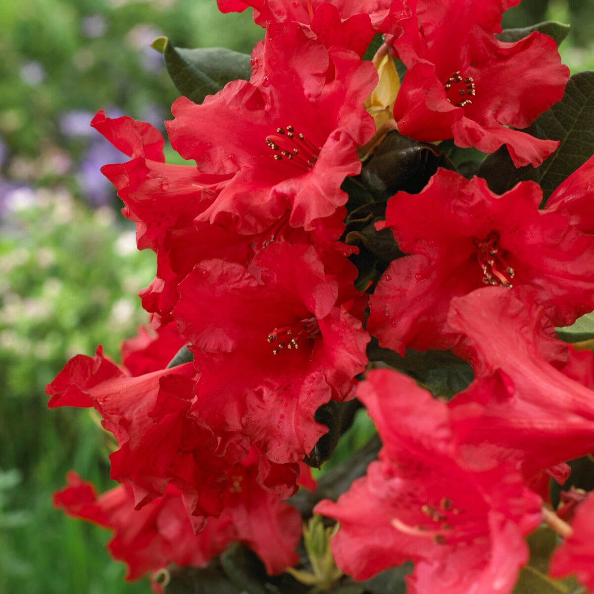 Bakker Baden Baden rhododendron arbuste pot 3L rouge