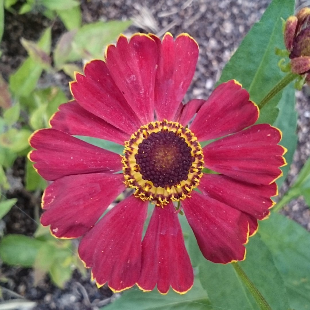 Passion Vivaces Helenium x Red Jewel plante vivace godet rouge foncé