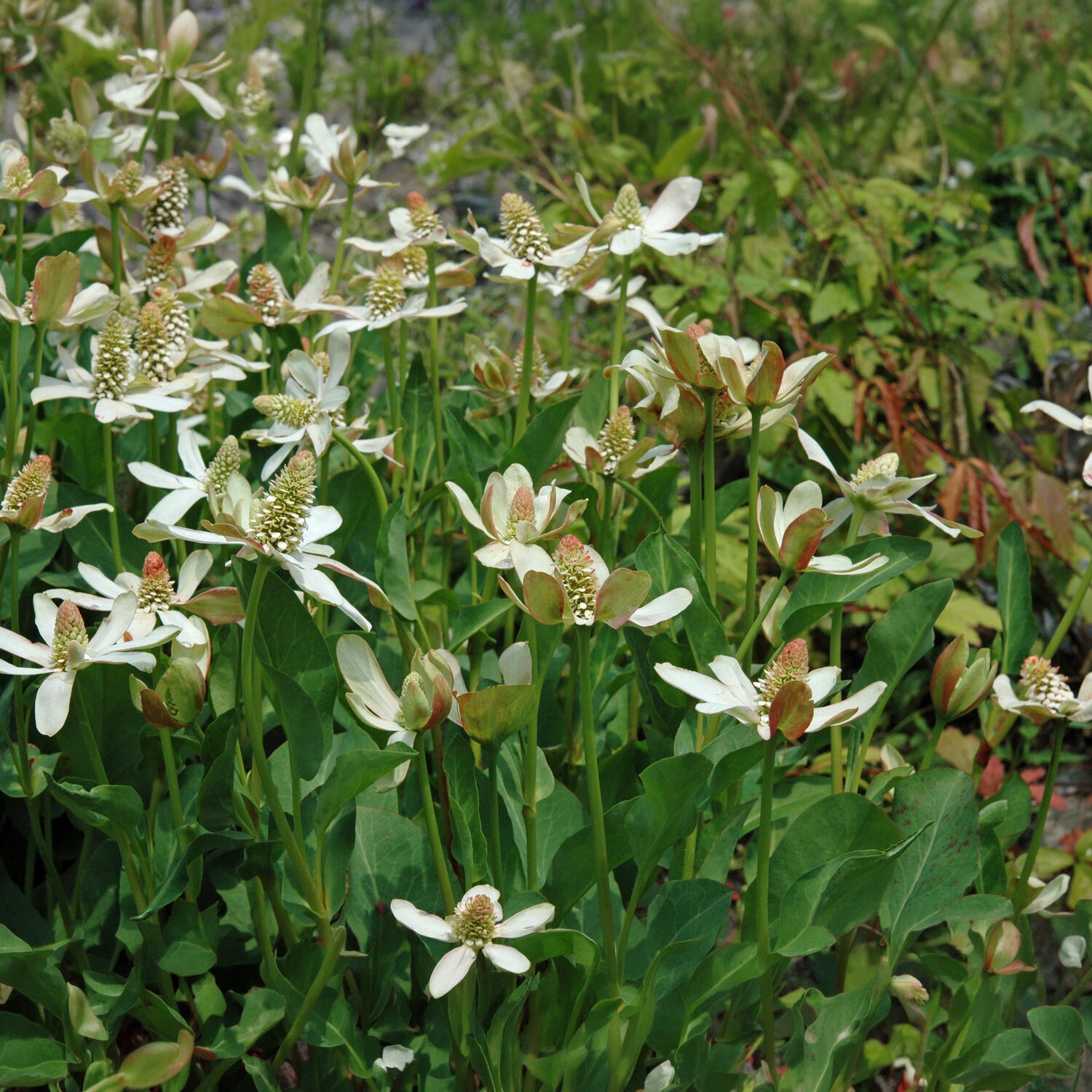 Bakker Anémopsis Californie plante bassin pot 9cm