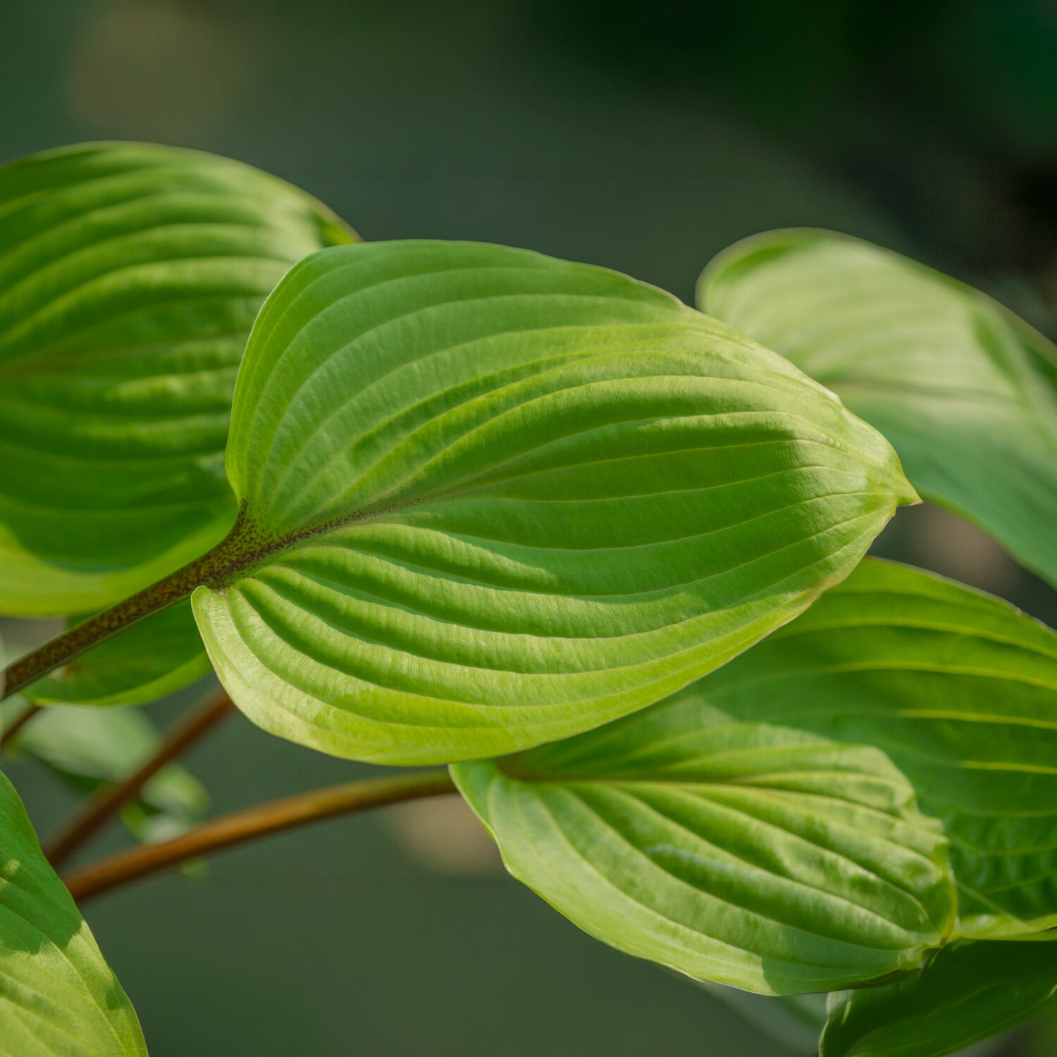 Bakker Purple Heart hosta vivace pot 8cm pourpre