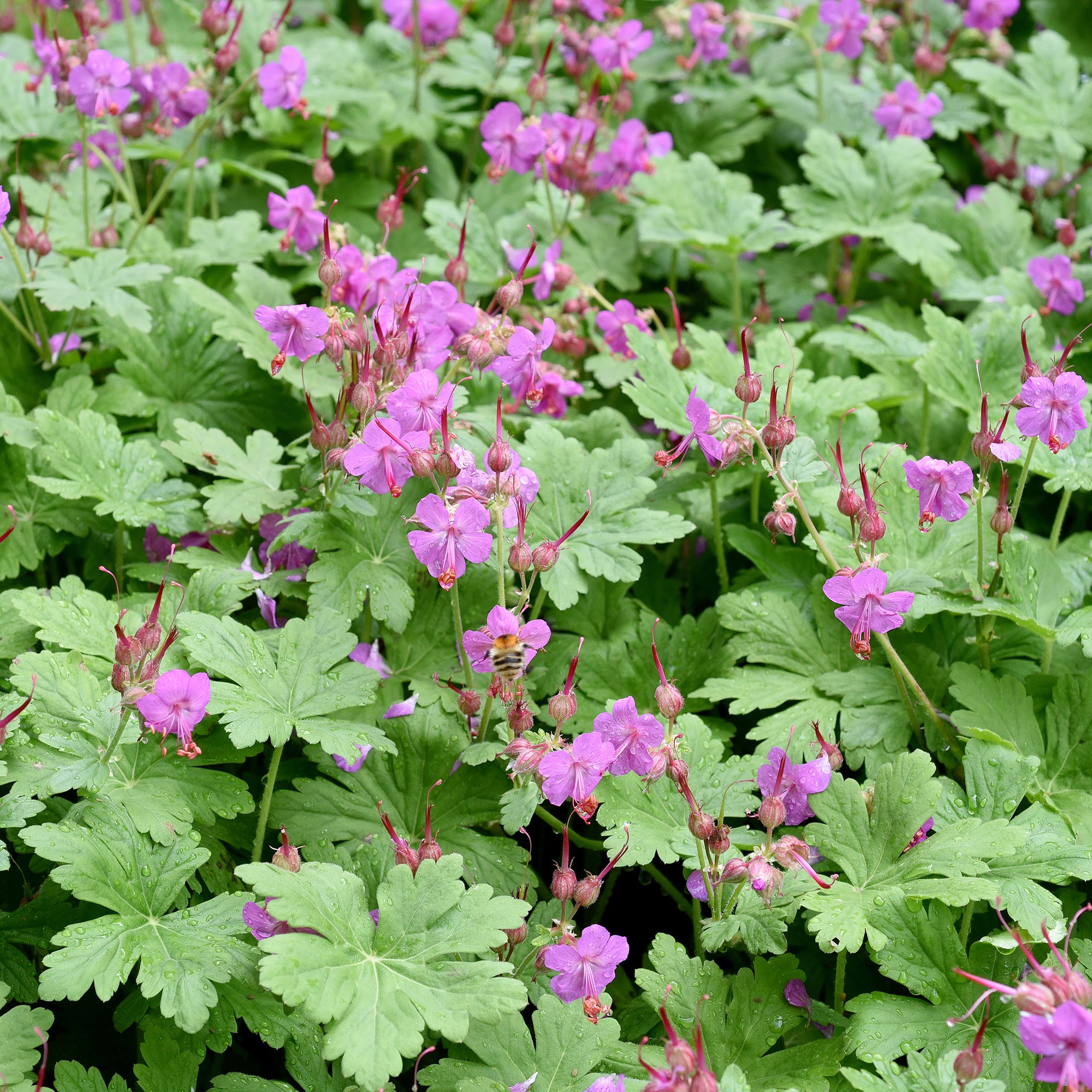 Bakker Vivaces Géranium macrorrhizum violet pot 8cm