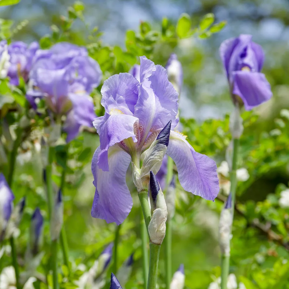 Bakker Iris Lovely Again vivace violette paquet 3 racines