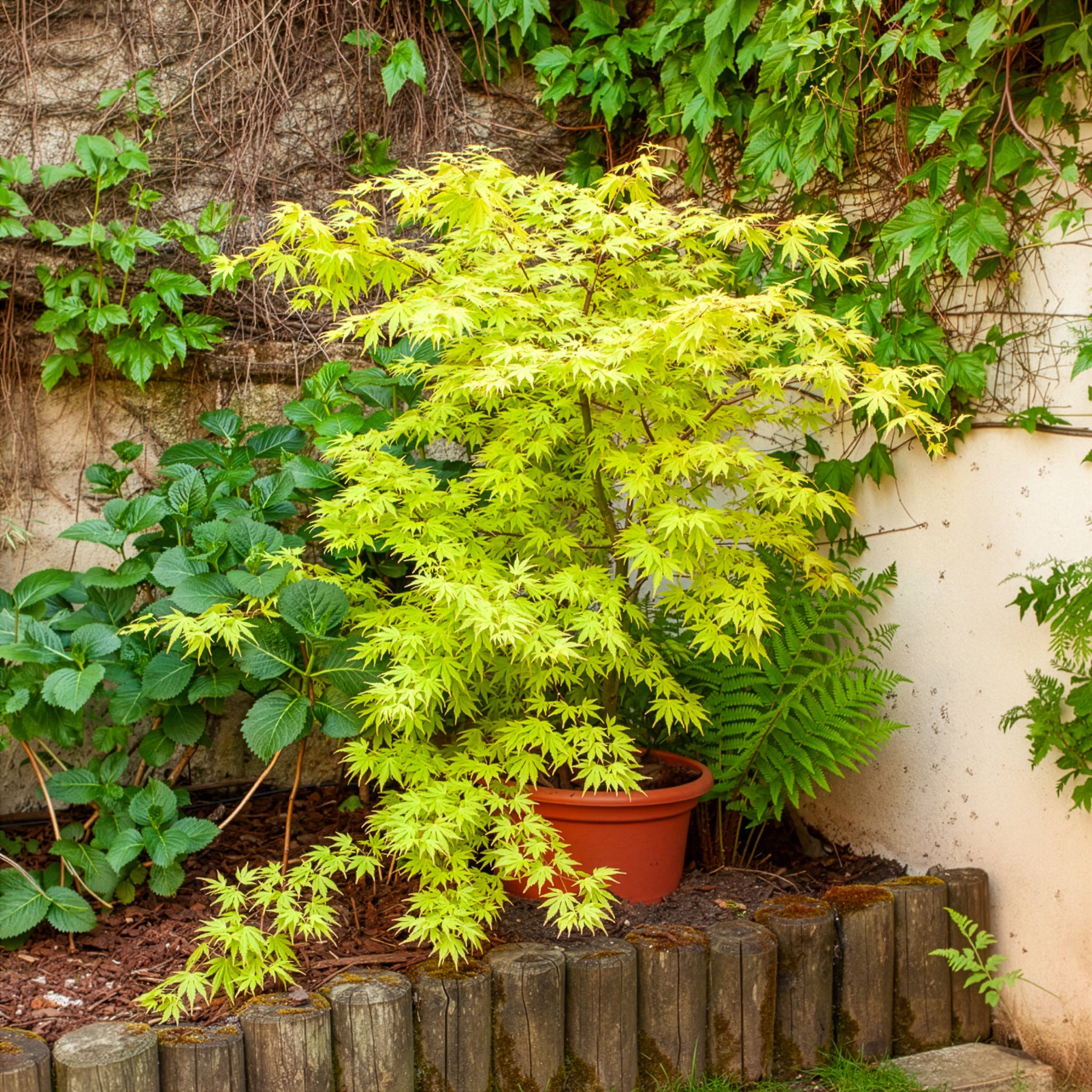 Bakker Érable du Japon Orange Dream arbre pot 1.2L