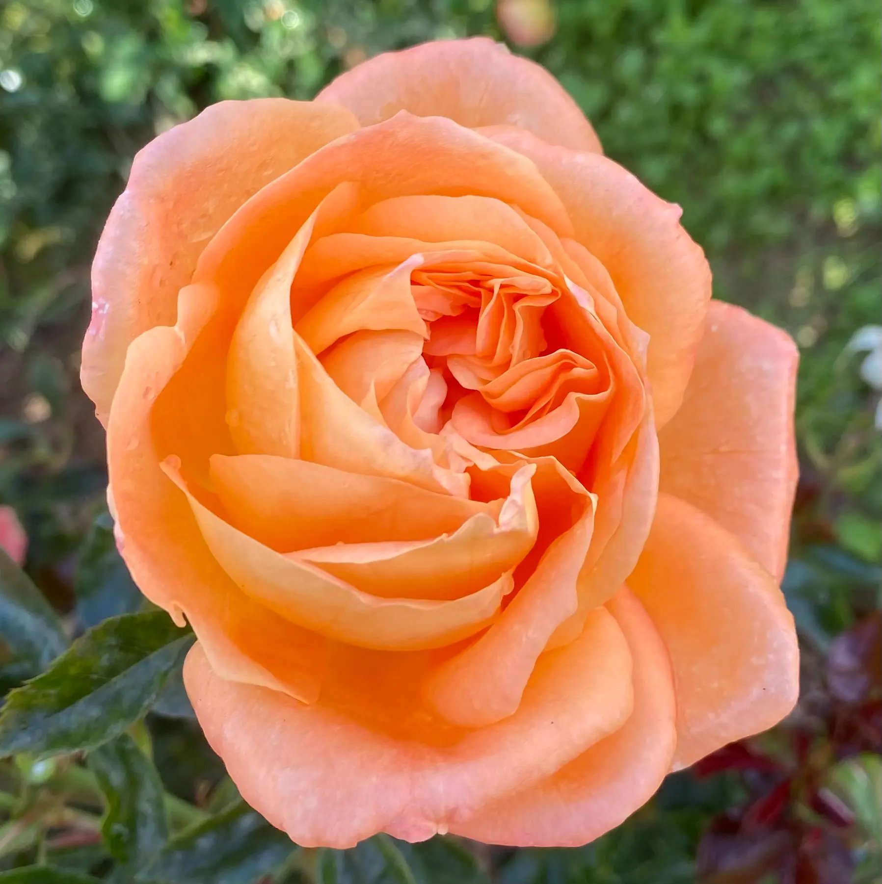 Michel Adam Pierre Bonte rosier abricot parfumé