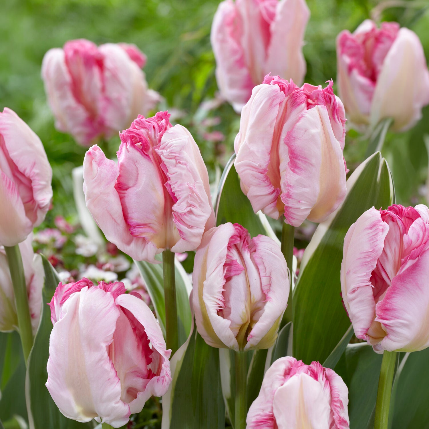 Bakker Pink Vision tulipe perroquet sachet 10 bulbes rose
