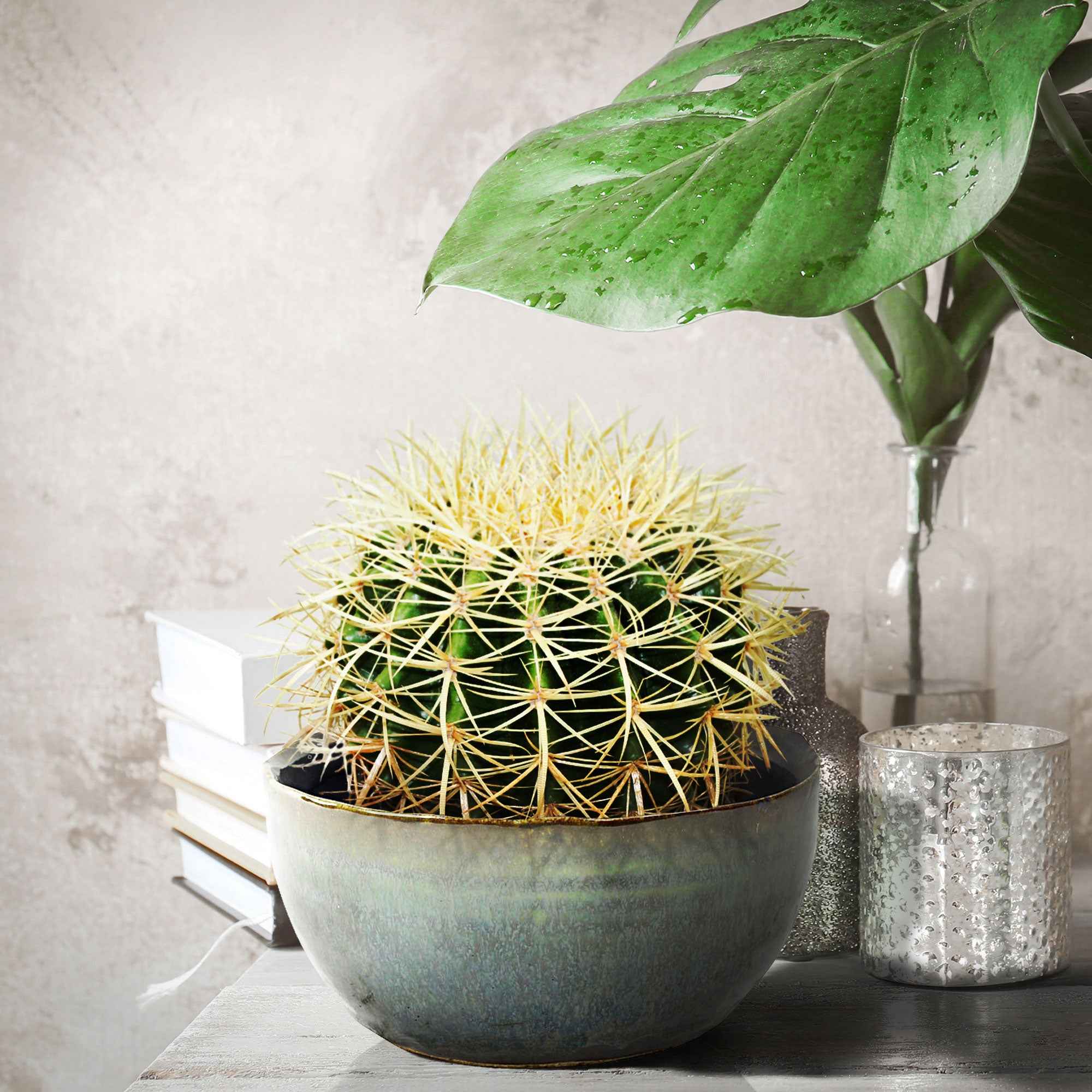 Bakker Coussin de belle-mère cactus pot 10,5cm 15cm doré