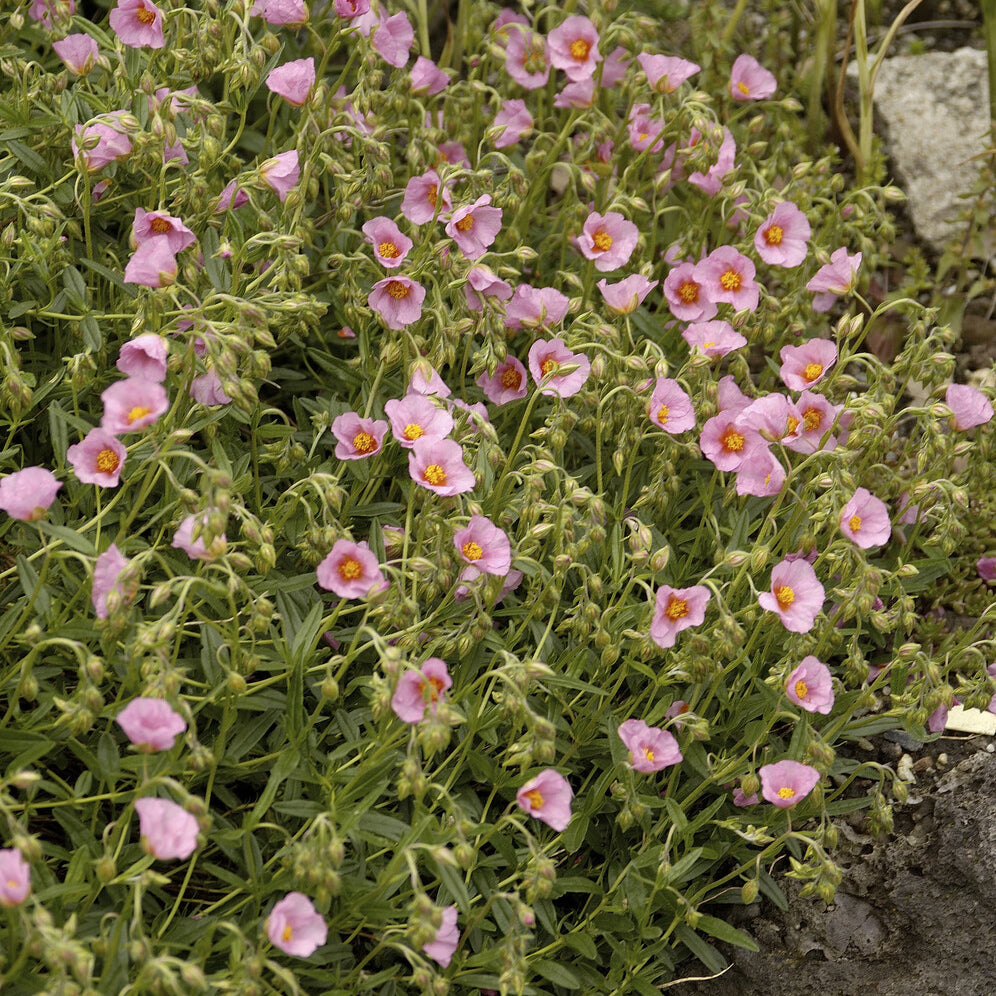 Bakker Plantes vivaces Hélianthème Lawrenson's Pink pot 9 cm