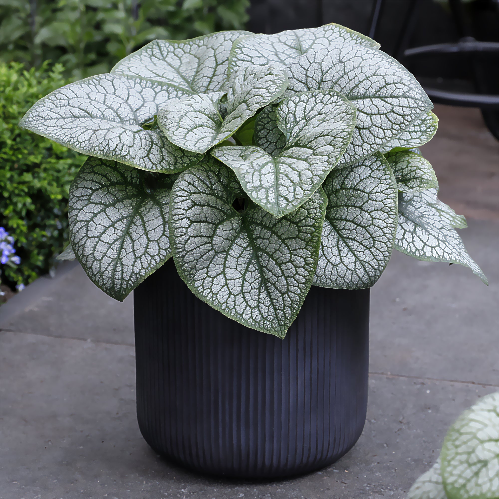 Bakker Brunnera Jack of Diamonds myosotis pot 9cm ombre