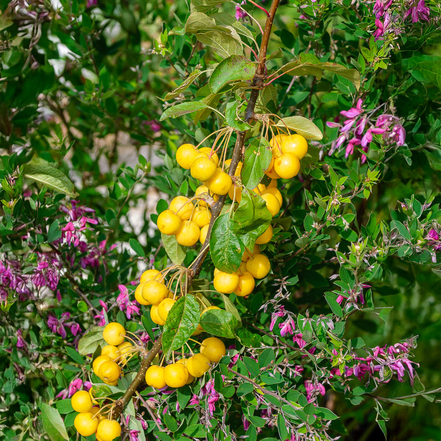 Bakker Pommier Golden Hornet ornement pot 2L jaune