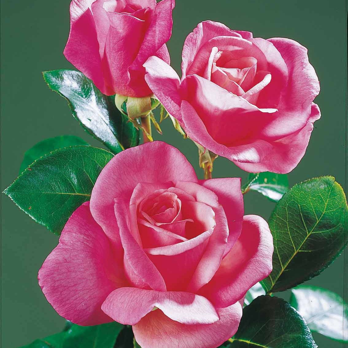 Bakker Collection 5 Rosiers pour bouquets racines nues mix