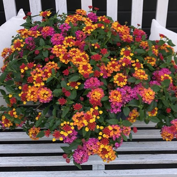 Bakker Lantana Passionfruit fleur terrasse 3 pots multicolore
