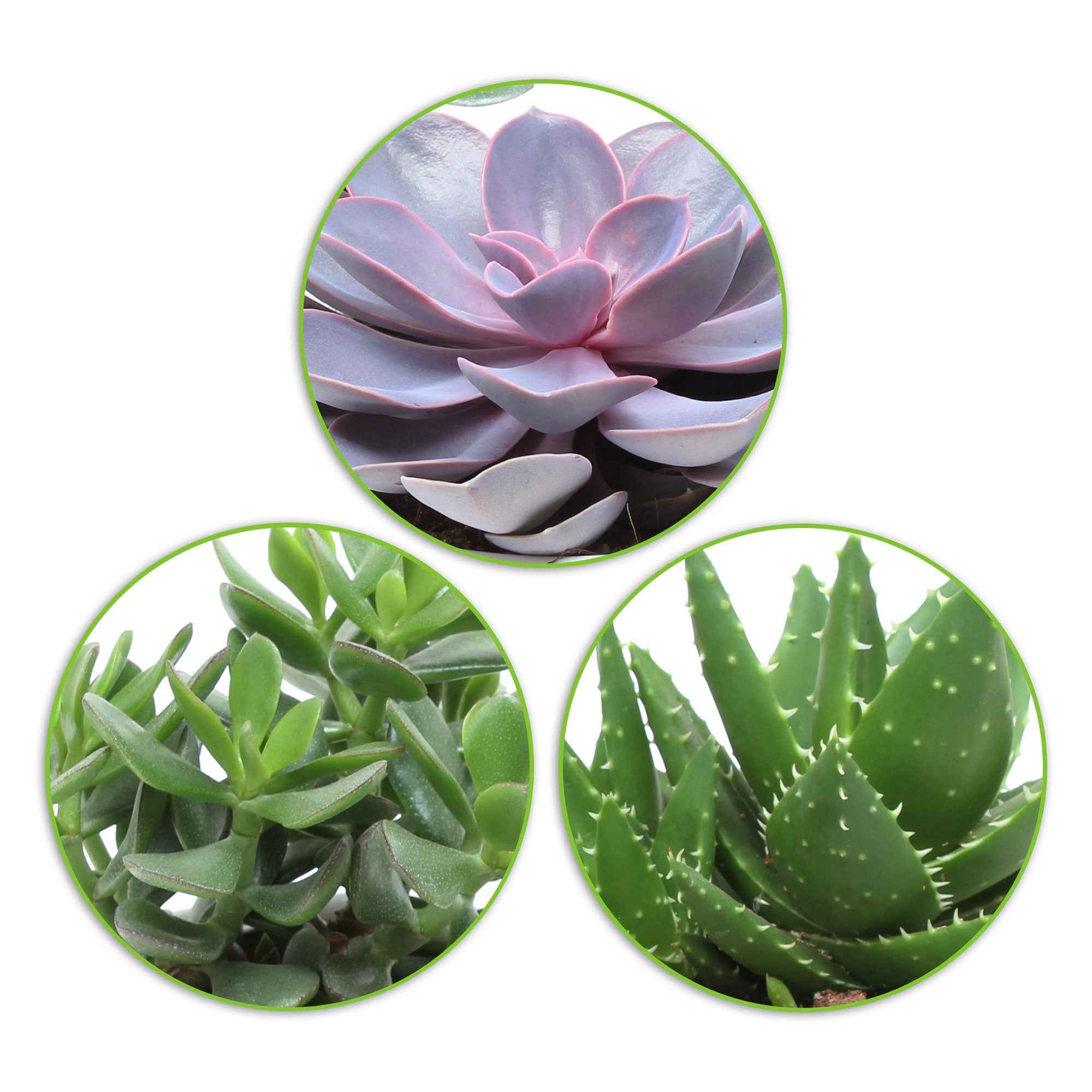Bakker Collection 3 succulentes plante intérieur 3 pots 12cm
