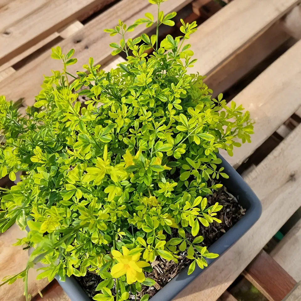 Bakker Jasmin primevère Gold Touch grimpant 1,5L 55-65cm jaune