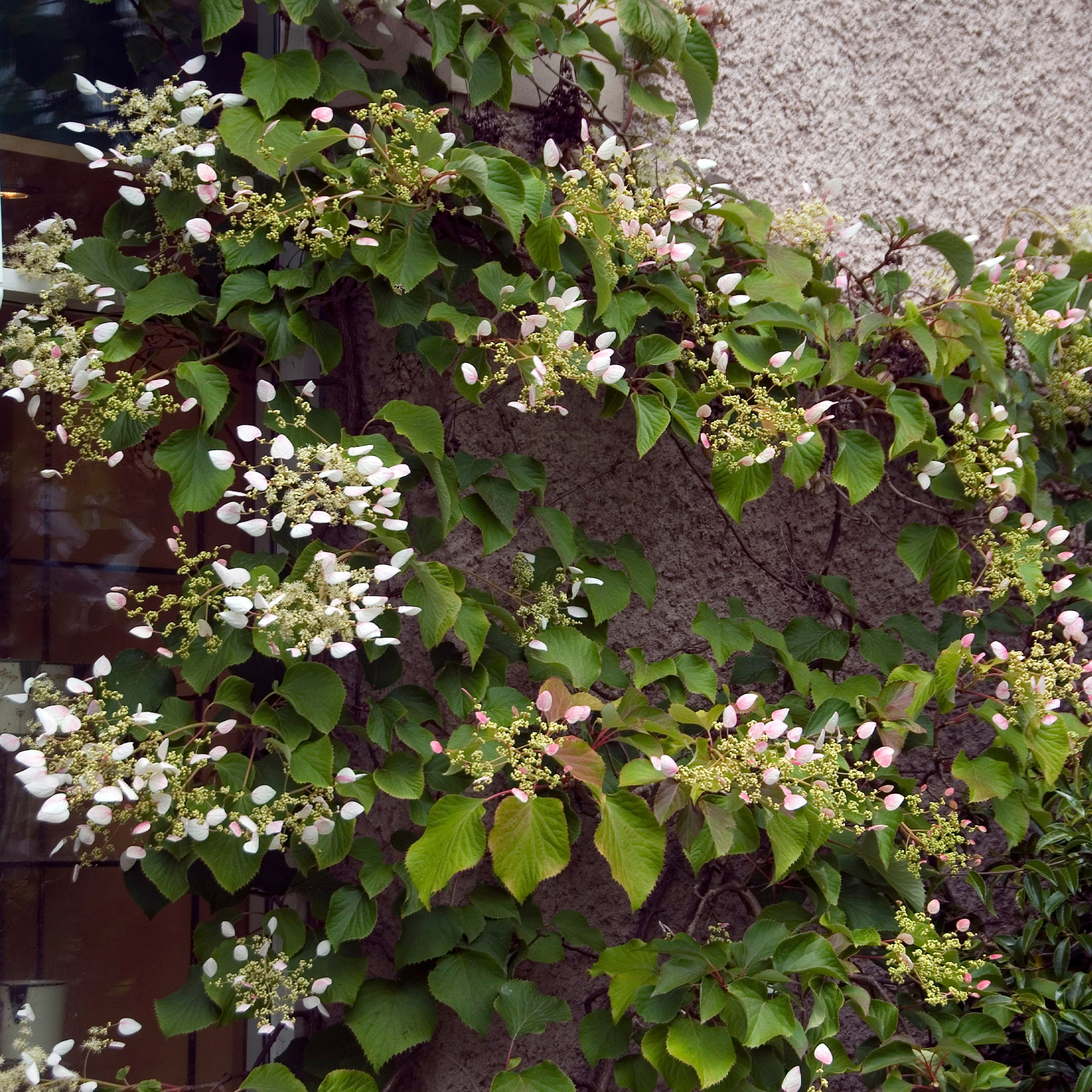Bakker Brookside Little Leaf hortensia grimpant godet 9cm