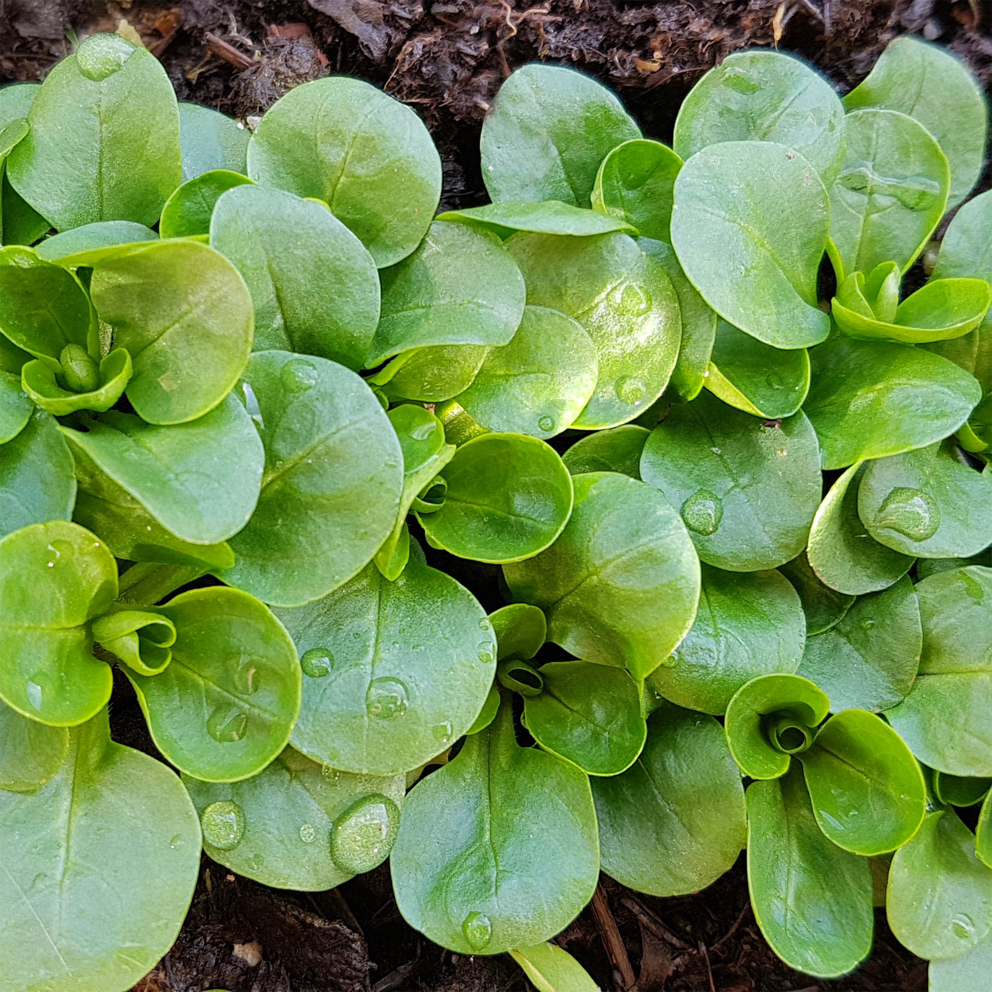 Bakker Potager et Graines Mâche Verte à coeur plein 2 graines 4g