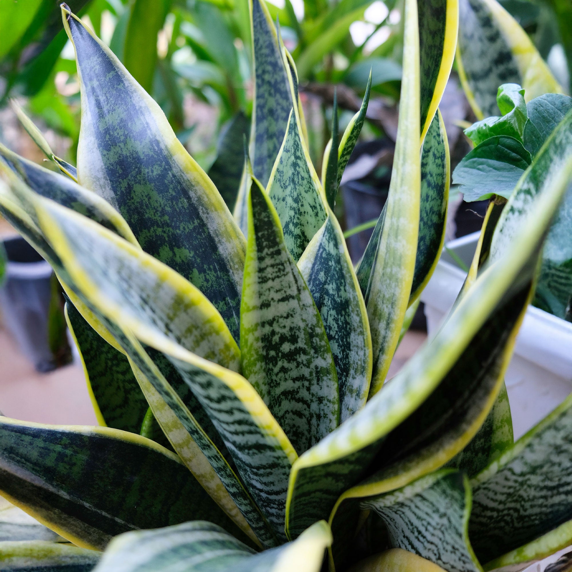 Bakker Plantes d'intérieur Sansevière Futura Superba 20cm pot 12cm