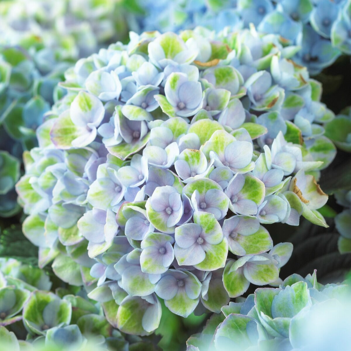 Bakker Hortensia Revolution Blue arbuste pot 1,5L bleu