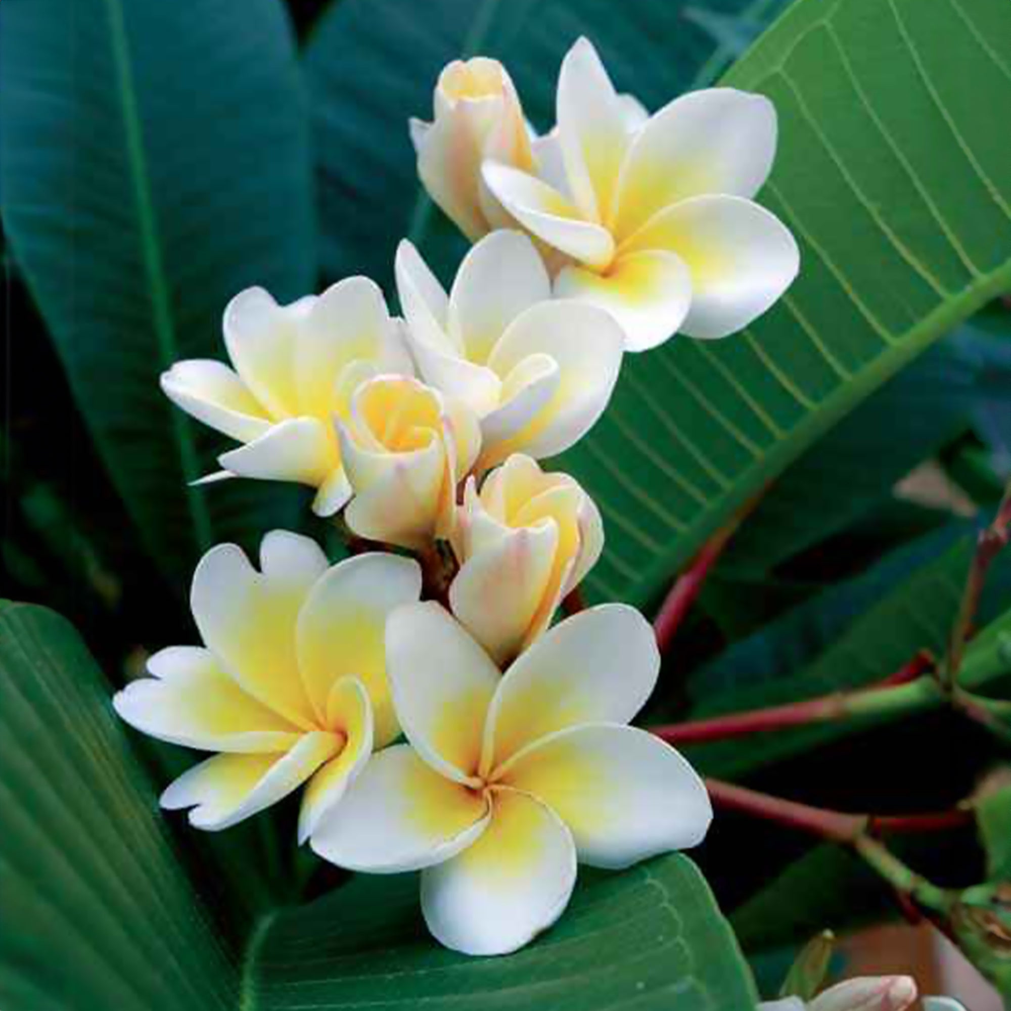 Bakker Frangipanier Plumeria alba pot 14cm fleurs parfumées