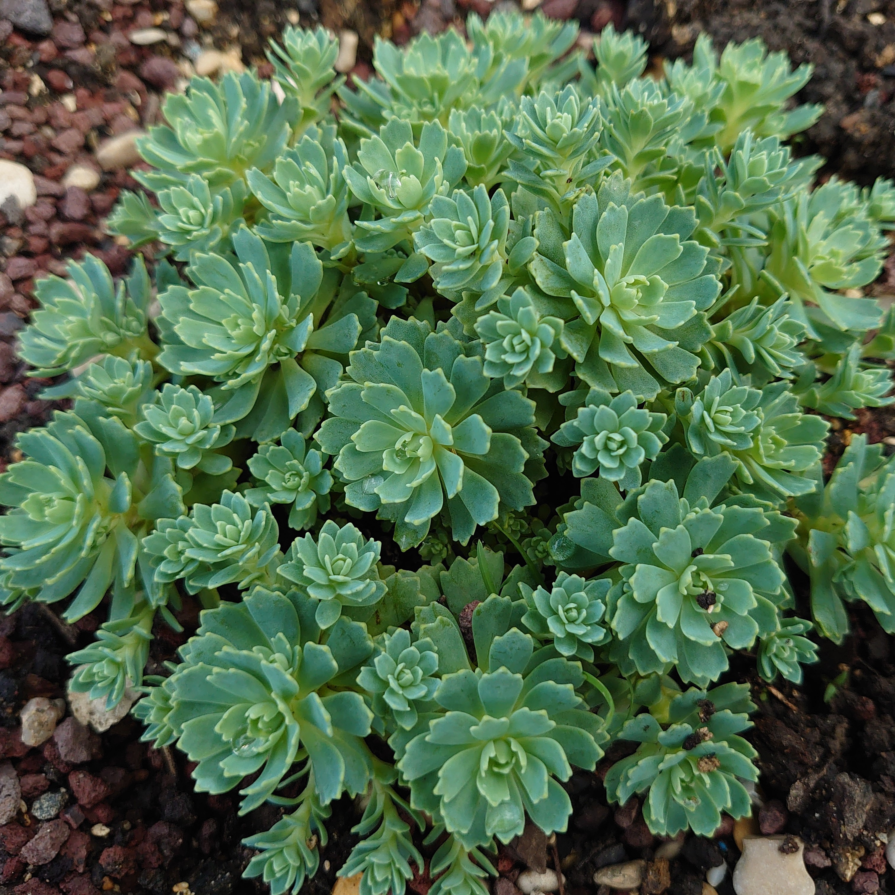 Passion Vivaces SEDUM Nessy sédum rocaille pot 1L