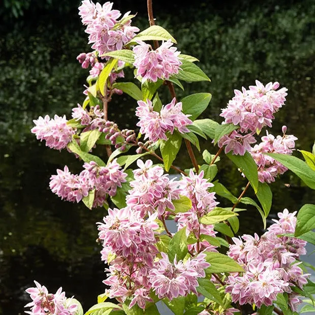 Bakker Deutzia Champ de fraise arbuste fleuri rose pot 1,5L 20-30cm
