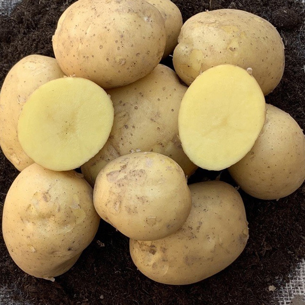 Bakker Pomme de terre Étincelle 25 plants fermes