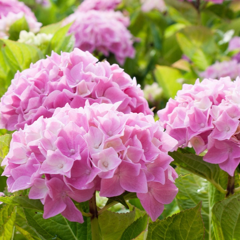 Bakker Hortensia rose arbuste pot 1,3L 15-20cm fleur rose