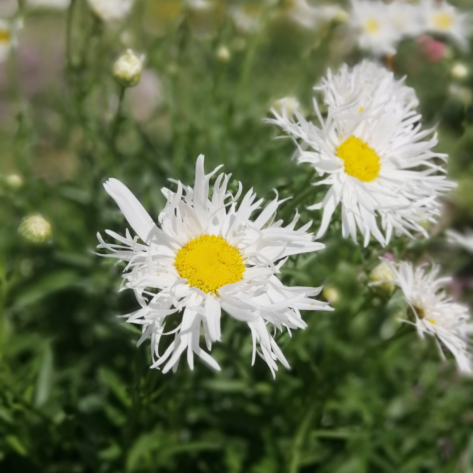 Bakker Old Court marguerite blanche 3 racines nues