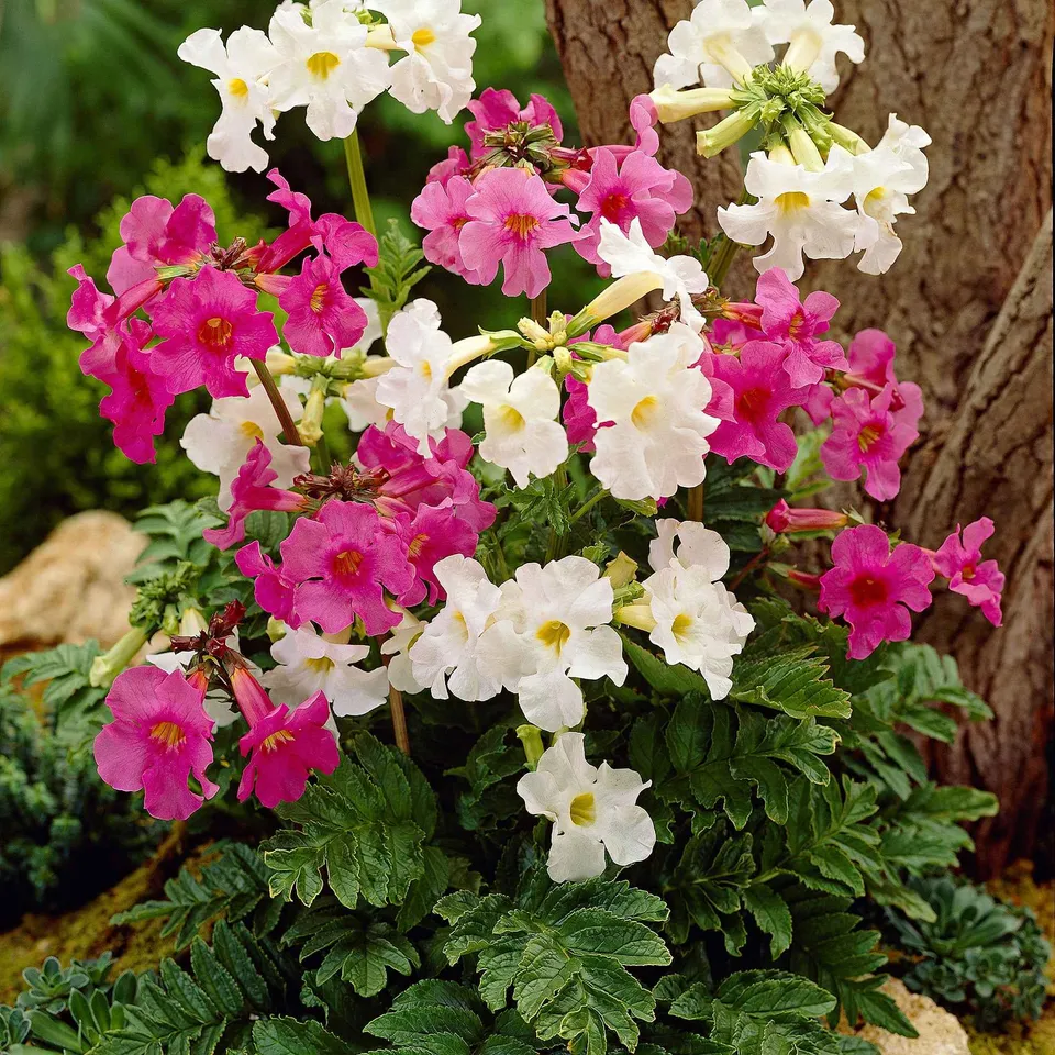 Bakker Incarvillea Terreur des taupes vivace 4 racines nues
