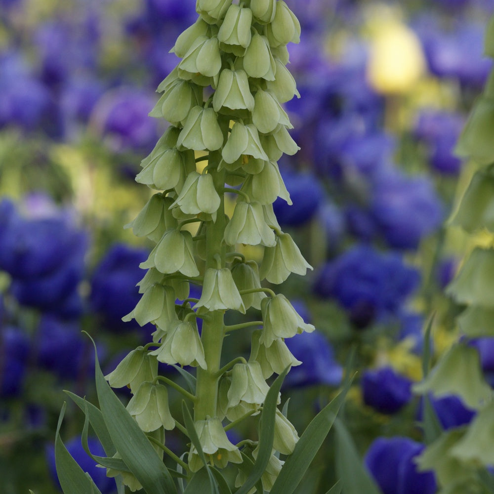 Bakker Fritillaire Perse Ivory Bells Fritillaria bulbe 24-26cm