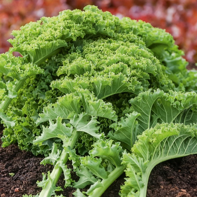 Bakker Chou frisé Kale Vert demi nain graines sachet 3g potager
