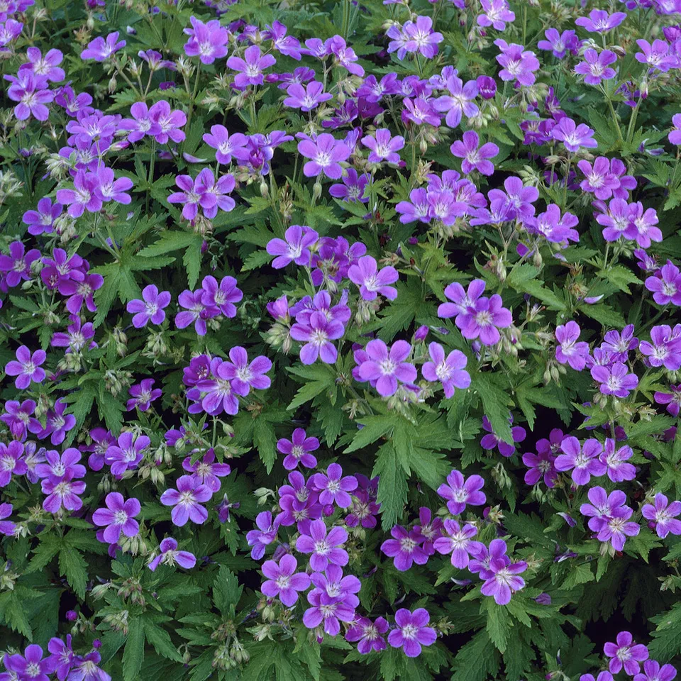 Bakker Géranium Mayflower vivace violet pot Ø 9cm