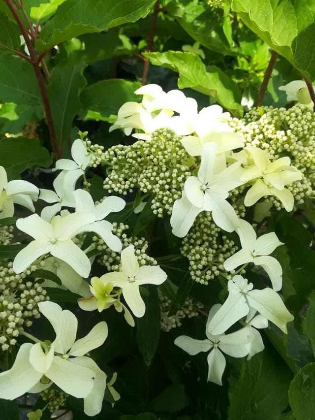 Hydrangea paniculata Perle d'Automne hortensia paniculé godet