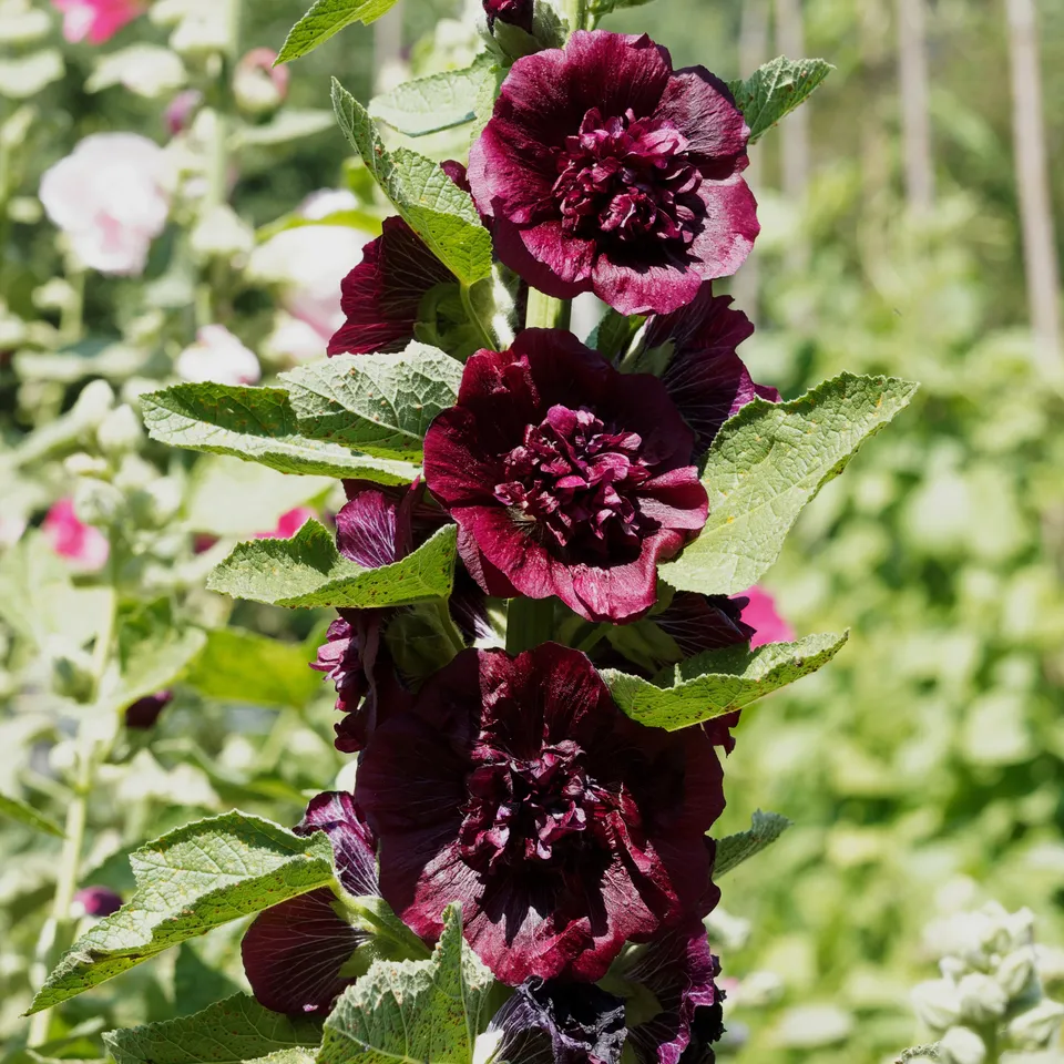 Bakker Rose trémière double Brun châtaigne pot Ø 9 cm