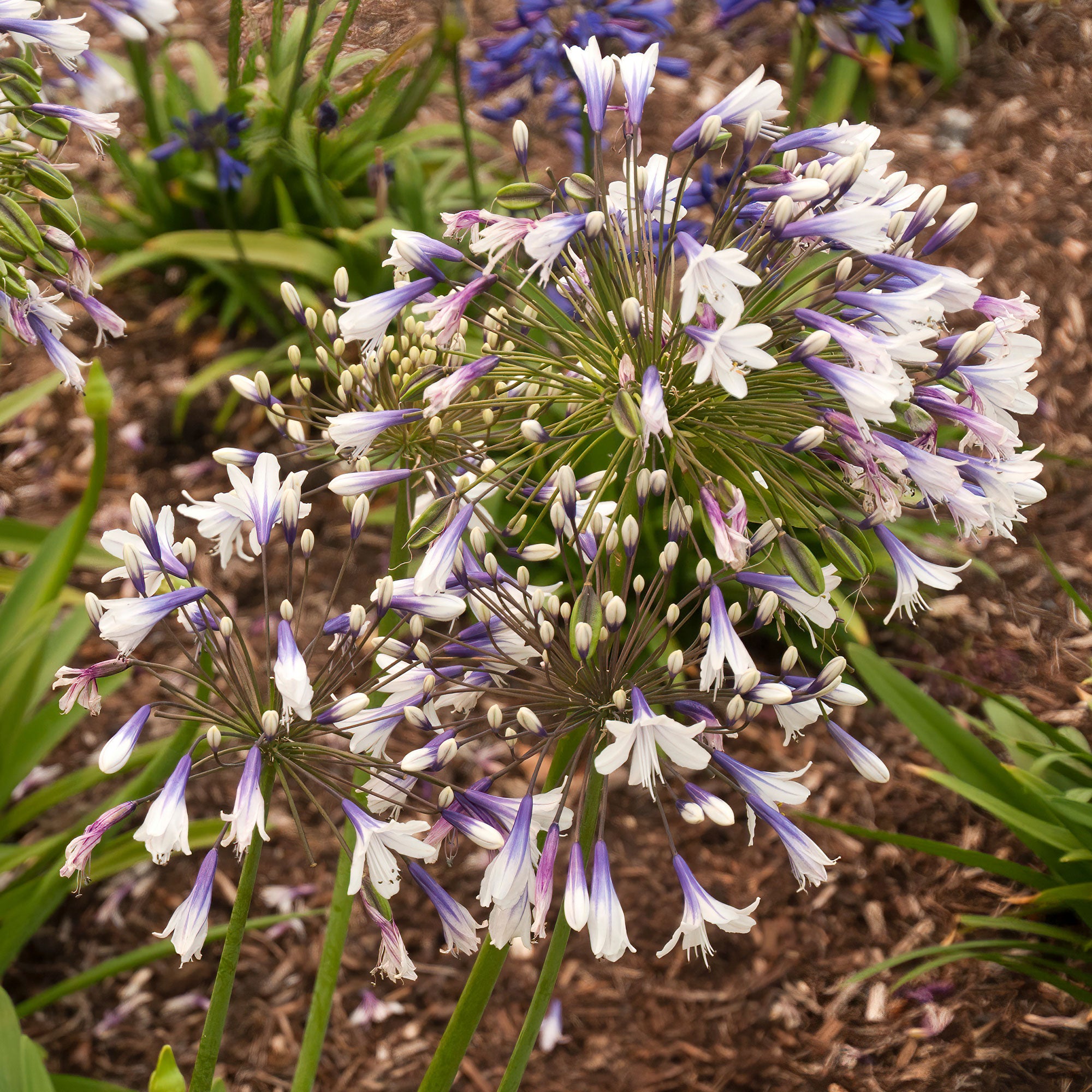 Bakker Agapanthe Twister vivace racine nue bicolore blanc bleu
