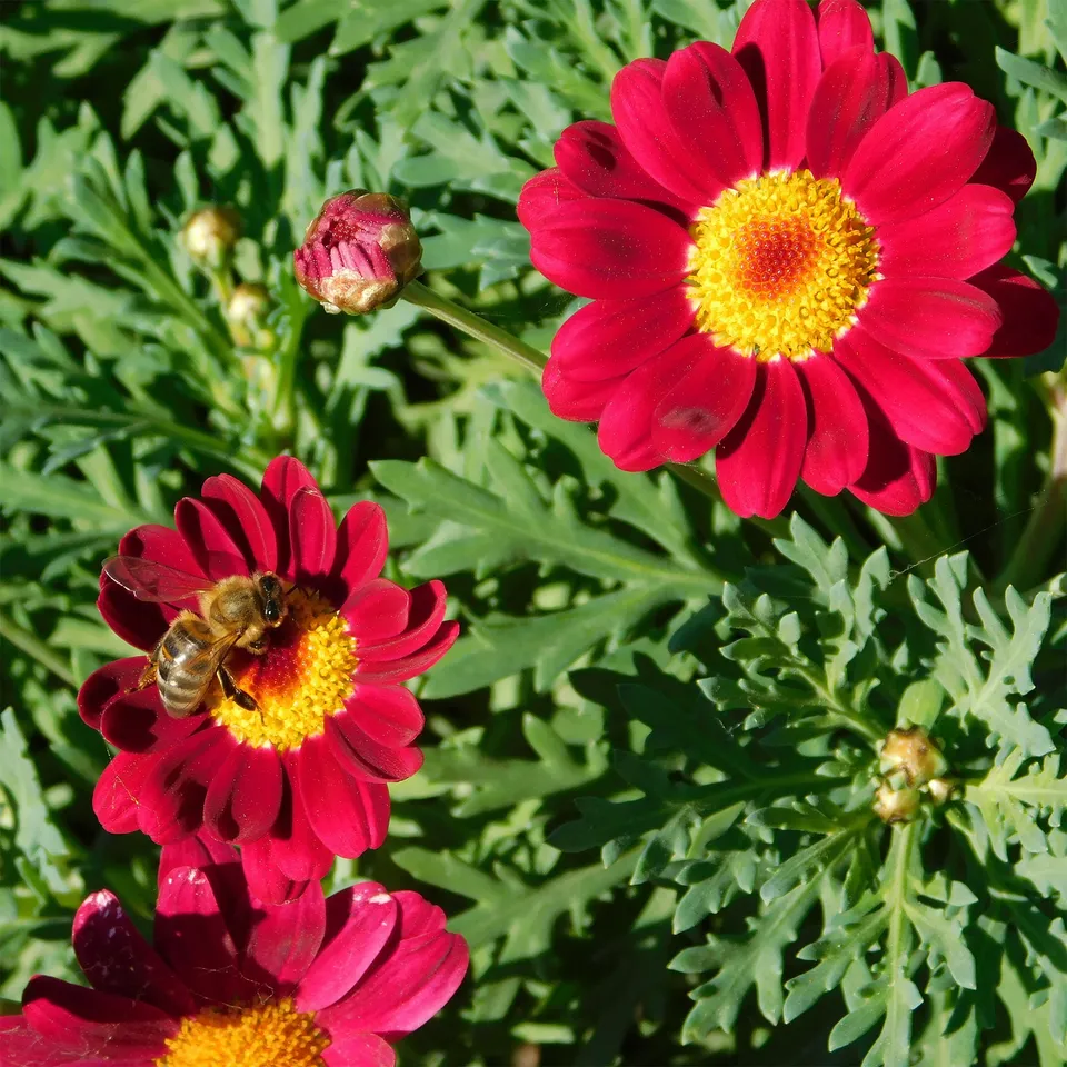 Bakker Argyranthemum Grandaisy Ruby marguerite rouge pot 10,5cm