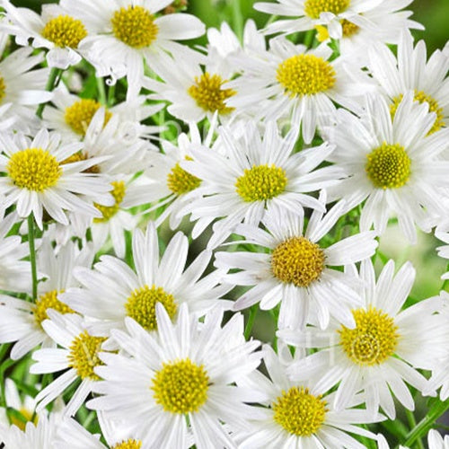 Bakker Plantes vivaces Kaliméris Alba pot 9cm fleurs blanches