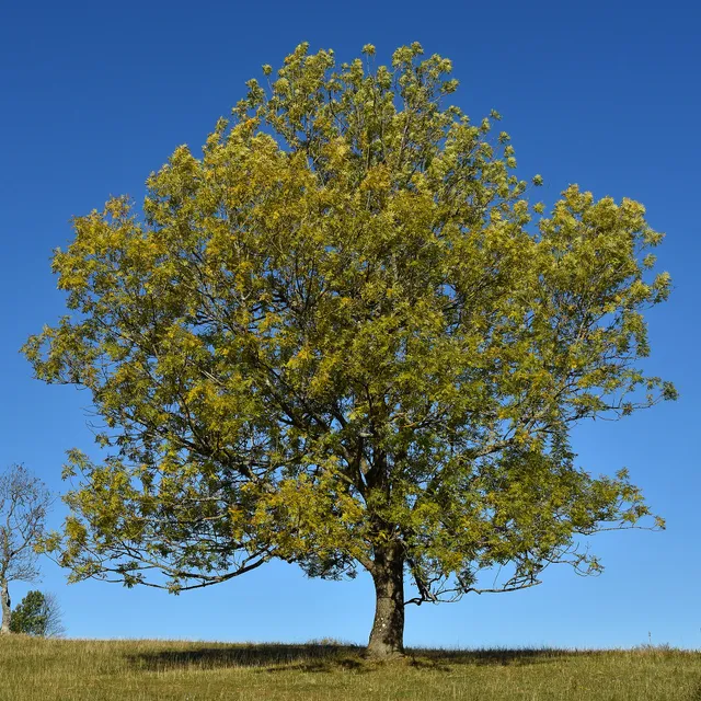 Bakker Arbustes Frêne élevé arbre pot 2L 60-80cm