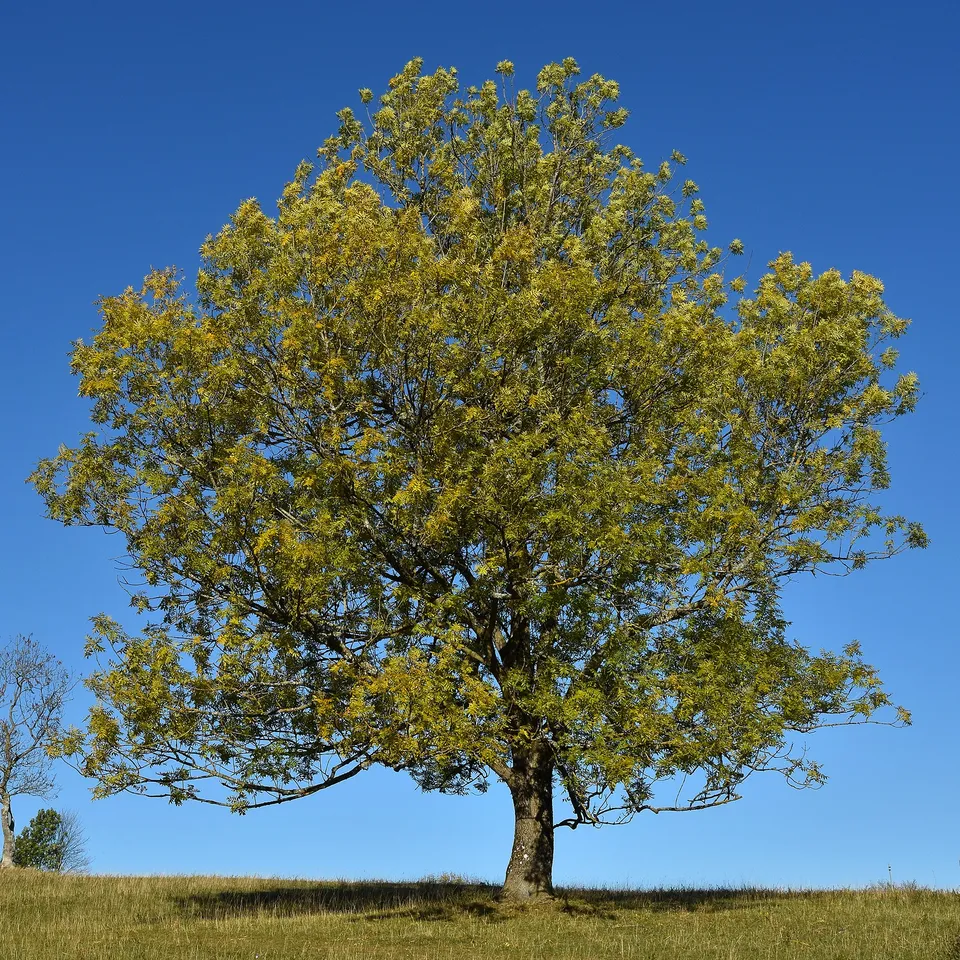 Bakker Arbustes Frêne élevé arbre pot 2L 60-80cm