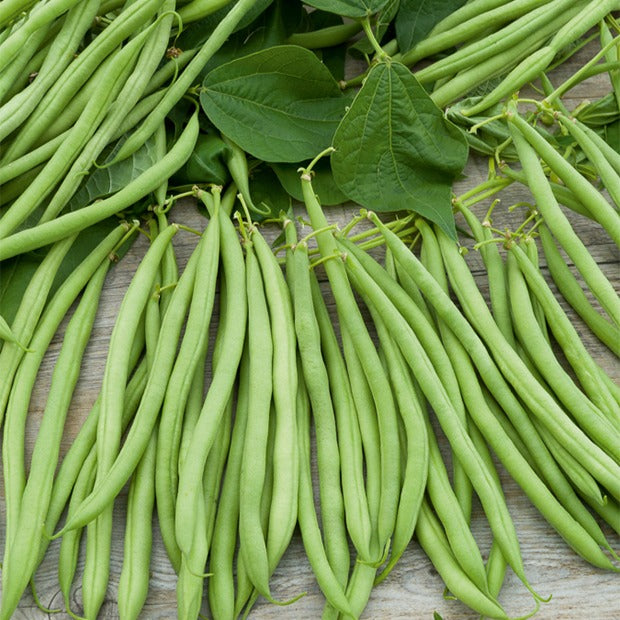 Bakker Potager Haricot nain Cupidon sachet 100g sans fil