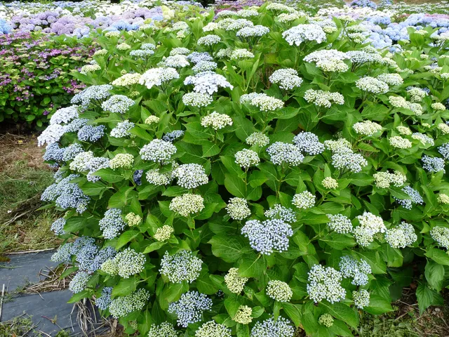 Etanin Hydrangea macrophylla hortensia fleurs plates