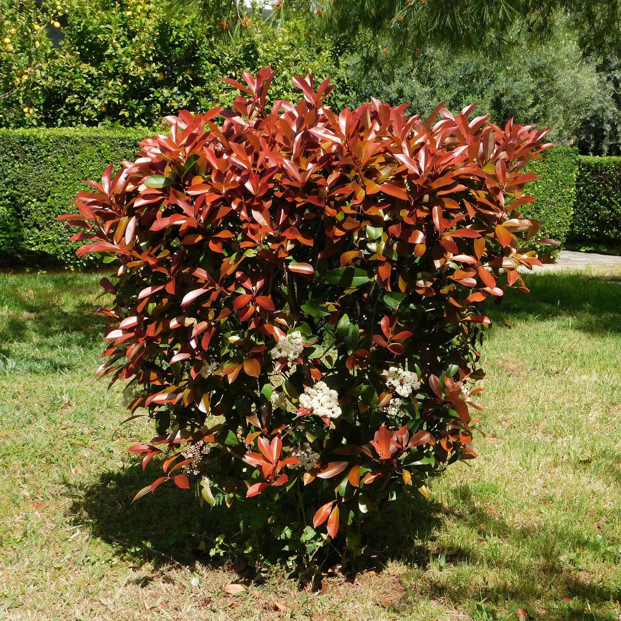 Bakker Haie 3 Photinias Red Robin persistant 15-20cm