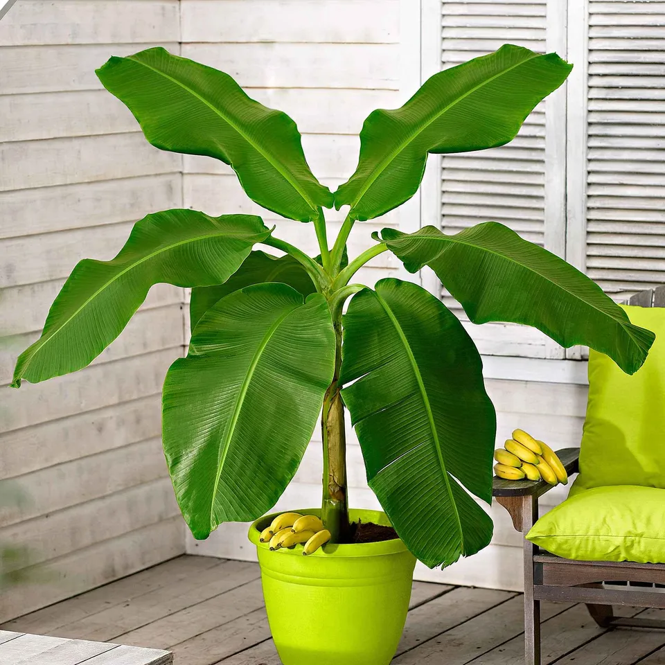 Bakker Bananier du Japon plante pot 10,5cm rustique -19°C