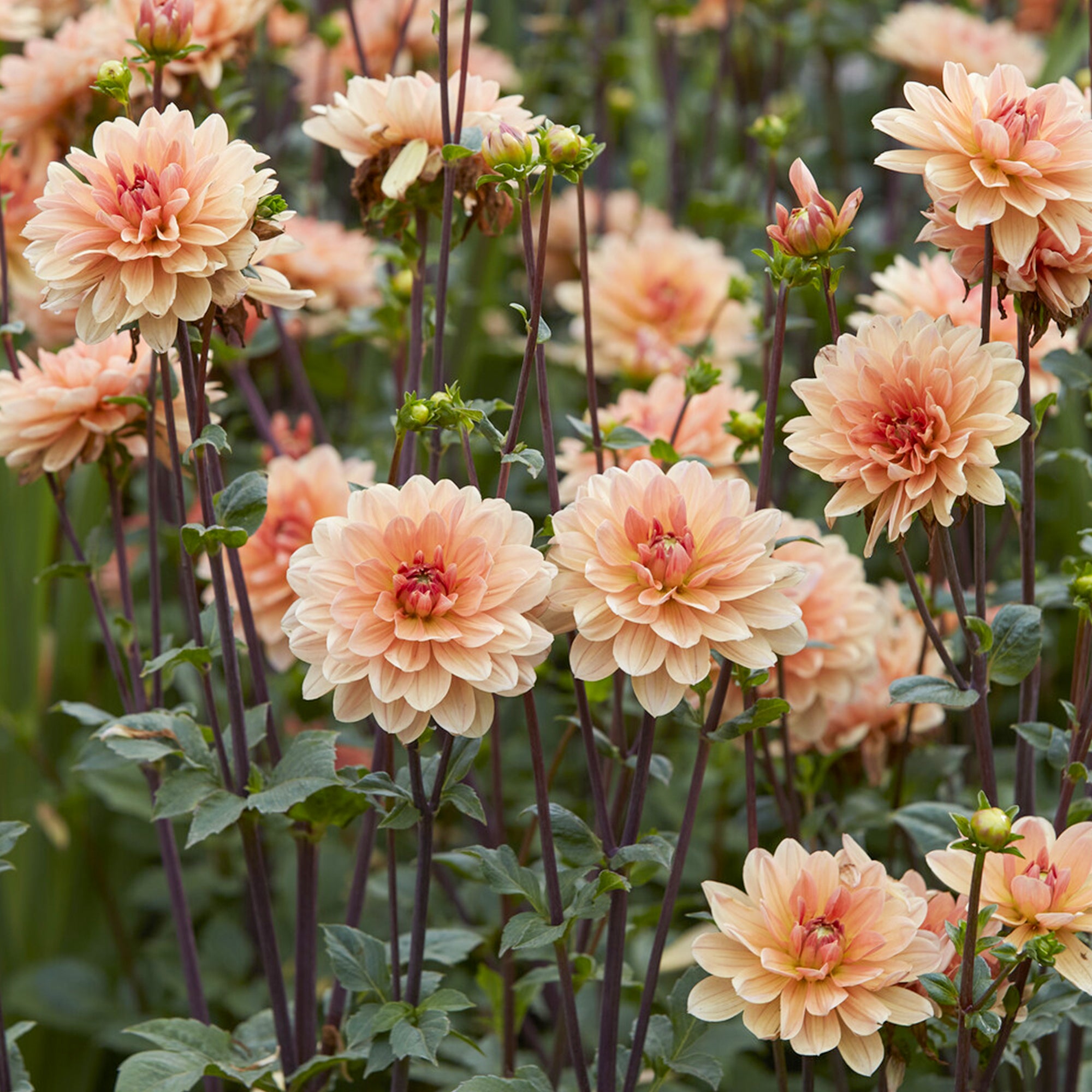 Bakker Dahlia Apricot Desire bulbe fleurs sachet 1 bulbe abricot