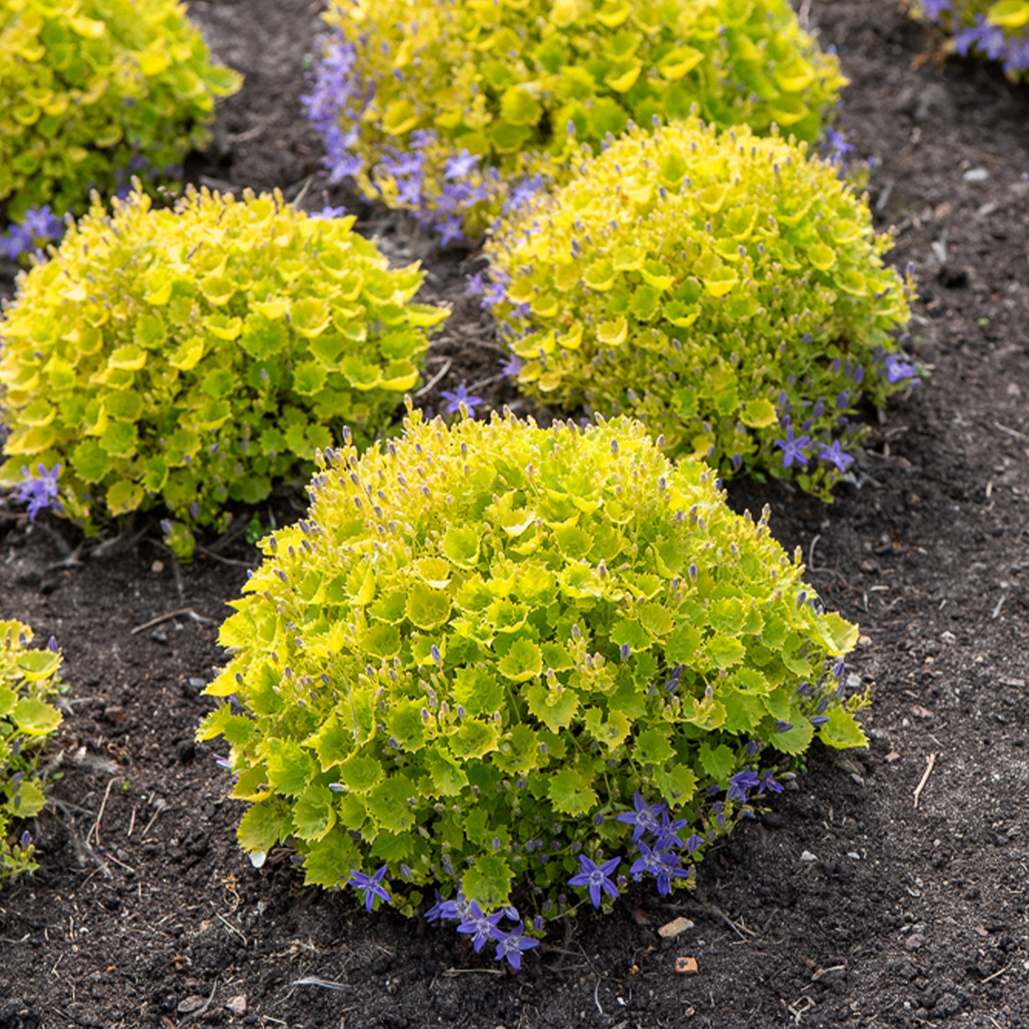 Bakker Campanule Dickson's Gold vivace pot 9cm feuillage doré