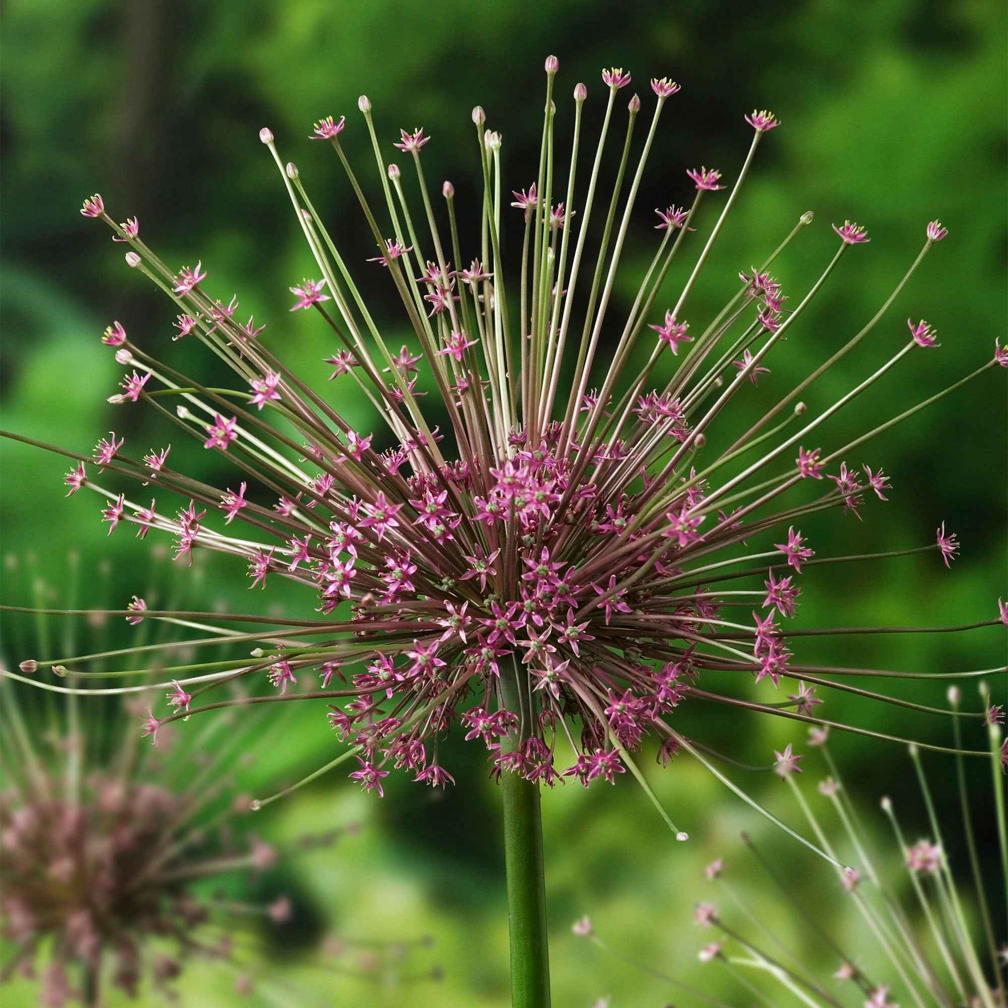 Bakker Bulbes à fleurs 5 Alliums Schubertii bulbe rose